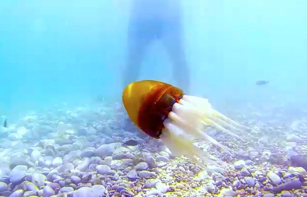 ربات اختاپوس (Robot Octopus)